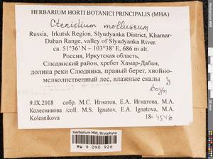 Ctenidium molluscum (Hedw.) Mitt., Bryophytes, Bryophytes - Baikal & Transbaikal regions (B18) (Russia)