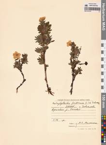 Dasiphora fruticosa (L.) Rydb., Siberia, Chukotka & Kamchatka (S7) (Russia)