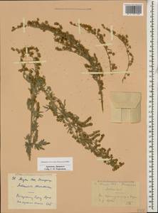 Artemisia absinthium L., Caucasus, Armenia (K5) (Armenia)