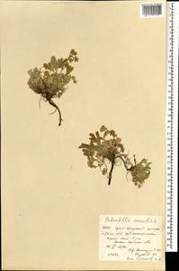 Potentilla acaulis L., Mongolia (MONG) (Mongolia)