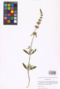 Stachys recta L., Eastern Europe, Moscow region (E4a) (Russia)