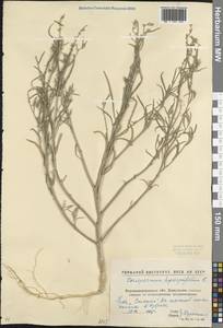 Corispermum hyssopifolium L., Eastern Europe, North Ukrainian region (E11) (Ukraine)