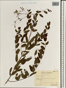Poacynum venetum (L.) Mavrodiev, Laktionov & Yu. E. Alexeev, South Asia, South Asia (Asia outside ex-Soviet states and Mongolia) (ASIA) (China)