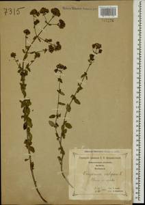 Origanum vulgare L., Caucasus, Georgia (K4) (Georgia)