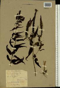 Veronica longifolia L., Eastern Europe, North-Western region (E2) (Russia)