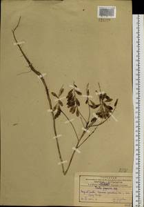 Isatis tinctoria L., Siberia, Russian Far East (S6) (Russia)