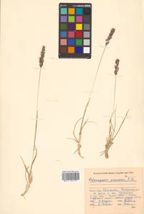 Calamagrostis purpurascens subsp. purpurascens, Siberia, Chukotka & Kamchatka (S7) (Russia)