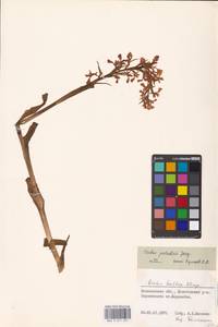 Anacamptis palustris (Jacq.) R.M.Bateman, Pridgeon & M.W.Chase, Eastern Europe, North-Western region (E2) (Russia)
