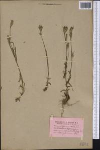 Dianthus armeria L., America (AMER) (United States)