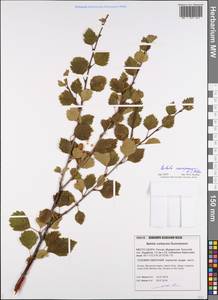 Betula pubescens var. pumila (Zanoni ex Murray) Govaerts, Eastern Europe, Northern region (E1) (Russia)