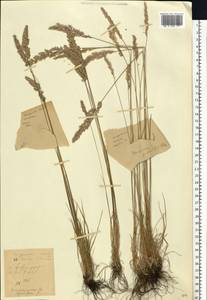 Koeleria pyramidata (Lam.) P.Beauv., Eastern Europe, Volga-Kama region (E7) (Russia)