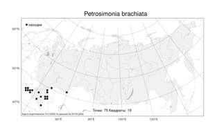 Petrosimonia brachiata (Pall.) Bunge, Atlas of the Russian Flora (FLORUS) (Russia)