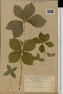 Paris quadrifolia L., Eastern Europe, Belarus (E3a) (Belarus)