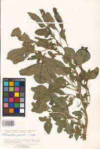 Amaranthus powellii S. Watson, Eastern Europe, Moscow region (E4a) (Russia)