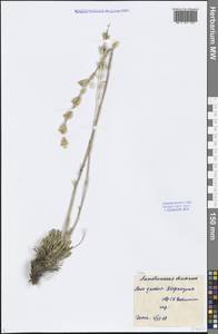 Silene, Middle Asia, Caspian Ustyurt & Northern Aralia (M8) (Kazakhstan)