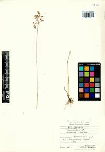 Poa pratensis L., Siberia, Baikal & Transbaikal region (S4) (Russia)