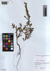 KUZ 003 701, Axyris amaranthoides L., Siberia, Altai & Sayany Mountains (S2) (Russia)