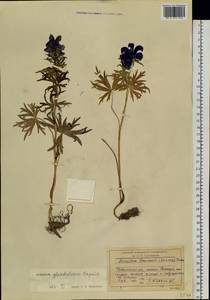 Aconitum glandulosum Rapaics, Siberia, Baikal & Transbaikal region (S4) (Russia)