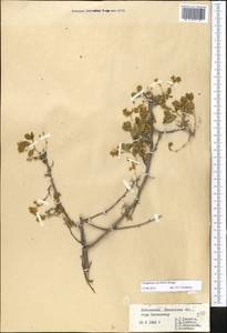 Atraphaxis pyrifolia Bunge, Middle Asia, Pamir & Pamiro-Alai (M2) (Uzbekistan)