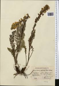Pedicularis dolichorhiza Schrenk, Middle Asia, Dzungarian Alatau & Tarbagatai (M5) (Kazakhstan)