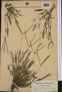 Digitaria sanguinalis (L.) Scop., Western Europe (EUR) (Austria)