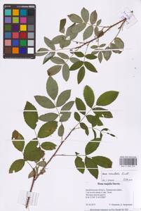 Rosa acicularis Lindl., Eastern Europe, Northern region (E1) (Russia)