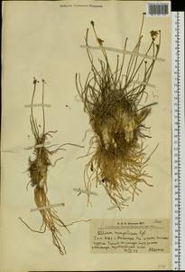 Allium mongolicum Regel, Siberia, Altai & Sayany Mountains (S2) (Russia)
