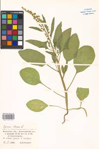 Spinacia oleracea, Eastern Europe, Moscow region (E4a) (Russia)