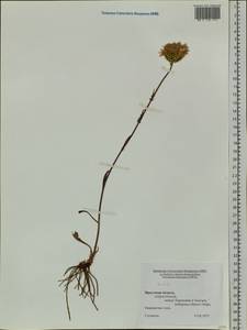 Serratula, Siberia, Baikal & Transbaikal region (S4) (Russia)