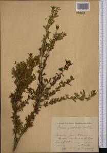 Prunus prostrata var. concolor (Boiss.) Lipsky, Middle Asia, Pamir & Pamiro-Alai (M2) (Kyrgyzstan)