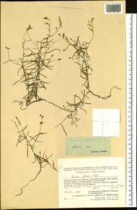 Linaria altaica Fisch. ex Ledeb., Siberia, Altai & Sayany Mountains (S2) (Russia)