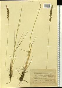 Calamagrostis obtusata Trin., Siberia, Altai & Sayany Mountains (S2) (Russia)