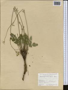 Aulacospermum roseum Korovin, Middle Asia, Pamir & Pamiro-Alai (M2) (Tajikistan)