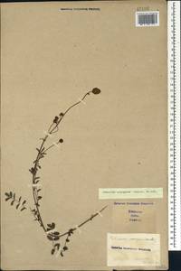 Poterium sanguisorba subsp. polygamum (Waldst. & Kit.) Asch. & Graebn., Caucasus, Stavropol Krai, Karachay-Cherkessia & Kabardino-Balkaria (K1b) (Russia)