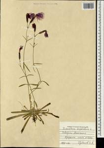Dianthus superbus L., Mongolia (MONG) (Mongolia)
