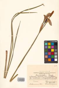 Iris sanguinea Hornem., Siberia, Russian Far East (S6) (Russia)