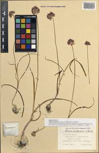 Allium nathaliae Seregin, Crimea (KRYM) (Russia)