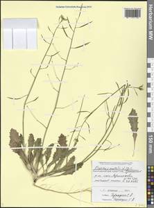Diplotaxis muralis (L.) DC., Caucasus, Black Sea Shore (from Novorossiysk to Adler) (K3) (Russia)
