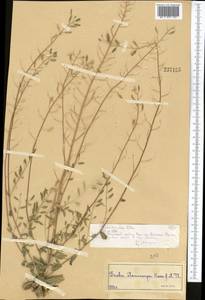 Draba stenocarpa Hook. fil. & Thomson, Middle Asia, Northern & Central Tian Shan (M4) (Kazakhstan)