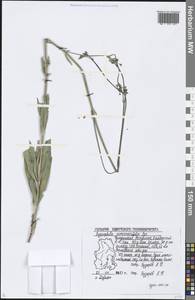 Gypsophila scorzonerifolia Ser., Eastern Europe, Volga-Kama region (E7) (Russia)