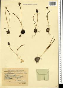 Muscari coeruleum Losinsk., Caucasus, Stavropol Krai, Karachay-Cherkessia & Kabardino-Balkaria (K1b) (Russia)
