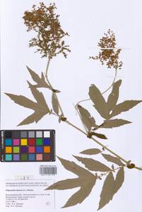 Filipendula ulmaria (L.) Maxim., Eastern Europe, Central region (E4) (Russia)