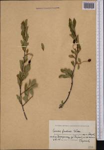 Prunus fruticosa Pall., Middle Asia, Caspian Ustyurt & Northern Aralia (M8) (Kazakhstan)