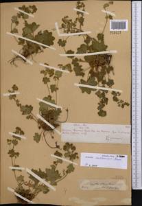 Alchemilla murbeckiana Buser, Middle Asia, Northern & Central Tian Shan (M4) (Kazakhstan)