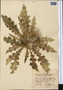 Cirsium esculentum (Siev.) C. A. Mey., Middle Asia, Western Tian Shan & Karatau (M3) (Uzbekistan)