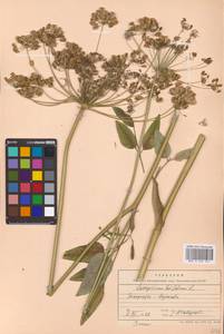 Laserpitium latifolium L., Eastern Europe, West Ukrainian region (E13) (Ukraine)