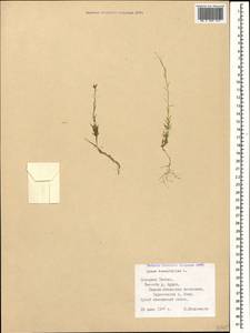 Linum tenuifolium L., Caucasus, North Ossetia, Ingushetia & Chechnya (K1c) (Russia)