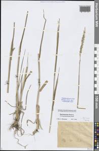 Elymus repens (L.) Gould, Eastern Europe, Central forest-and-steppe region (E6) (Russia)