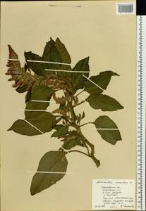 Amaranthus cruentus L., Eastern Europe, Central forest region (E5) (Russia)