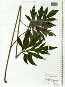Rudbeckia laciniata L., Eastern Europe, Western region (E3) (Russia)